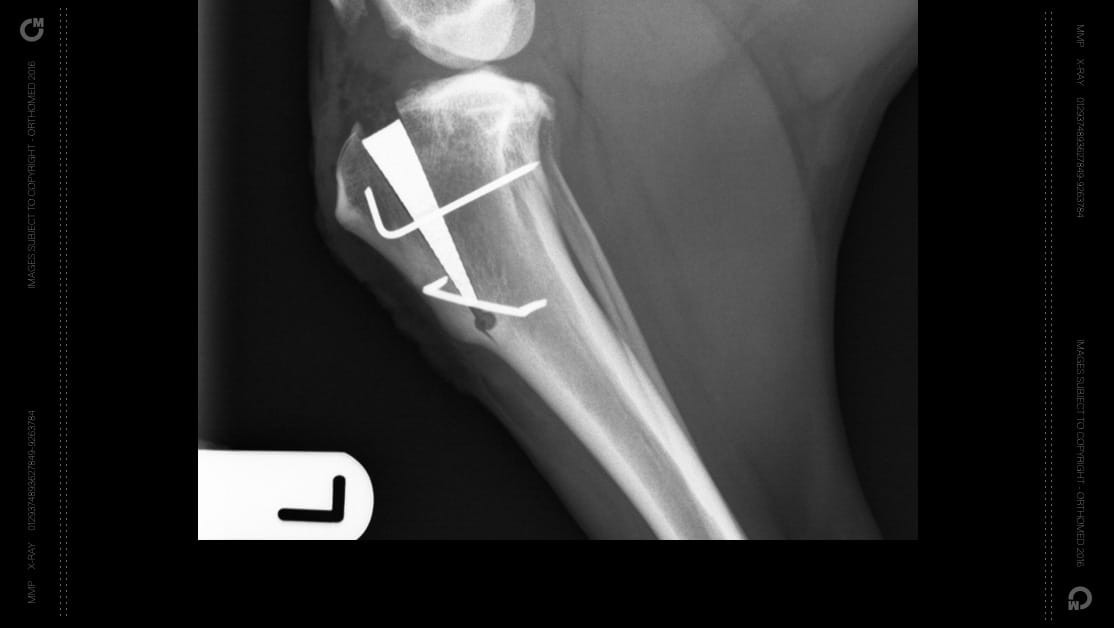 MMP OrthoFoam™ | Canine Cruciate Repair System | Orthomed